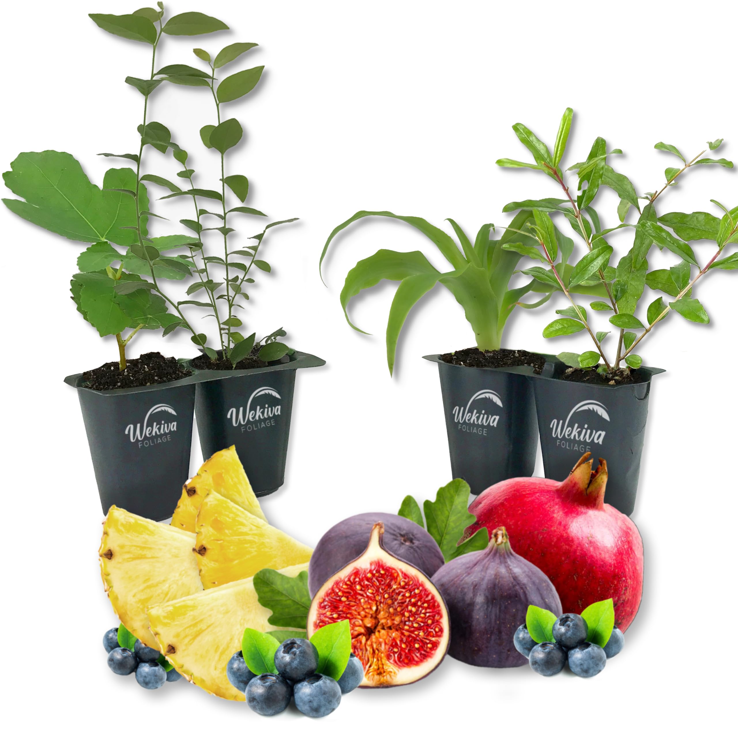 Amazon.com : Patio Fruit Plant Variety Pack - 4 Live Starter